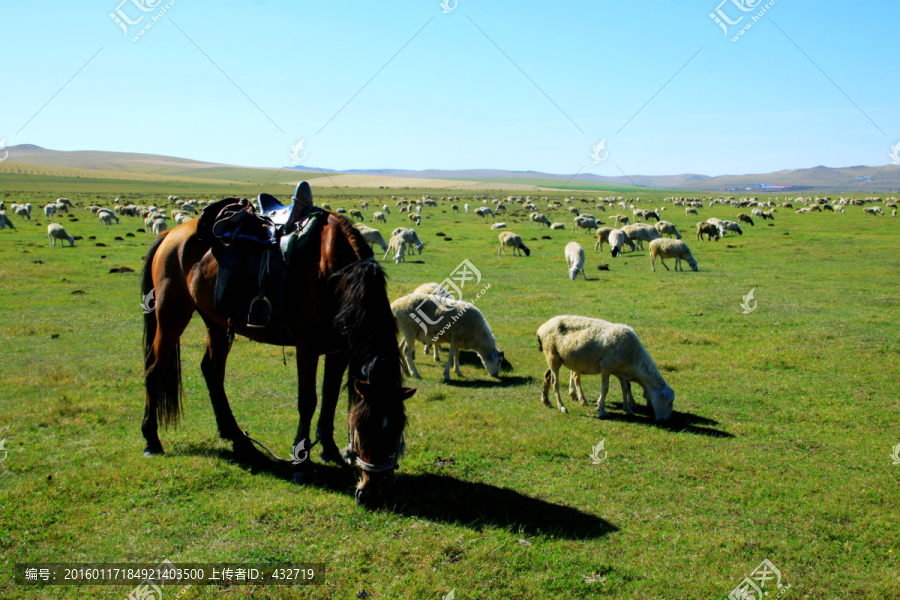 草原牧场羊群马