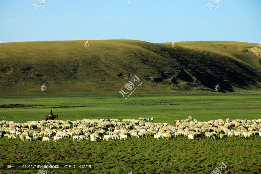 草原上骑马放牧羊群