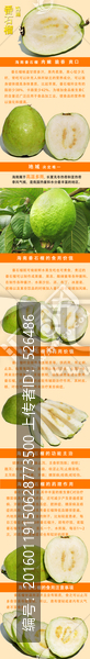 網(wǎng)店商品簡(jiǎn)介番石榴