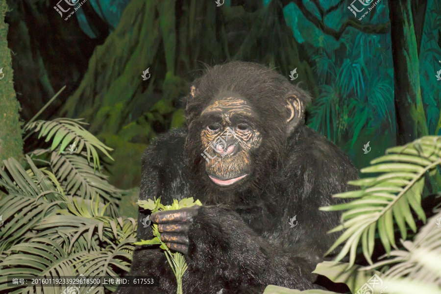黑猩猩标本