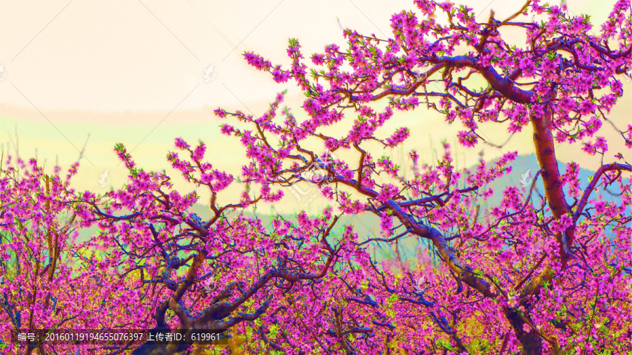 桃花裝飾畫,背景素材
