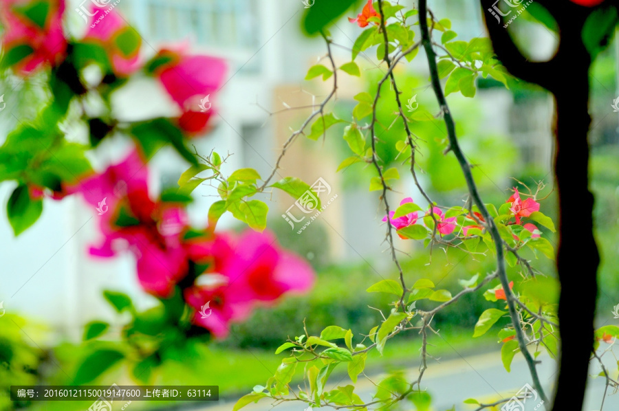 南方花卉,三角梅,红色花朵