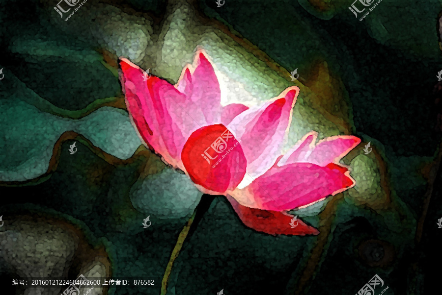 荷花