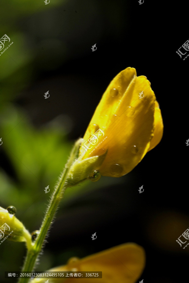 豇豆黄色花蕾