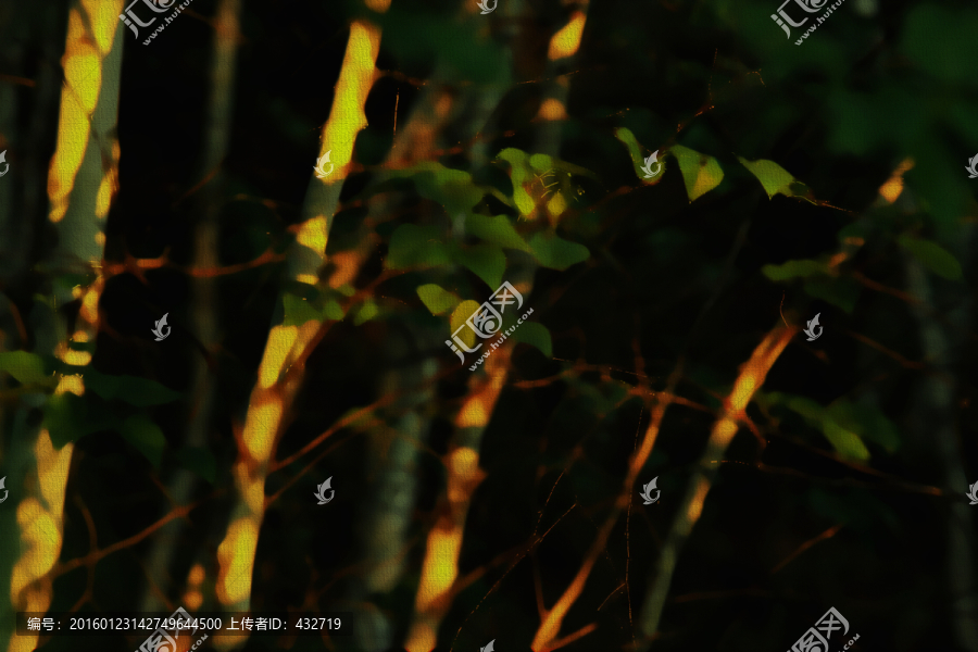 晨光里的白樺樹裝飾畫