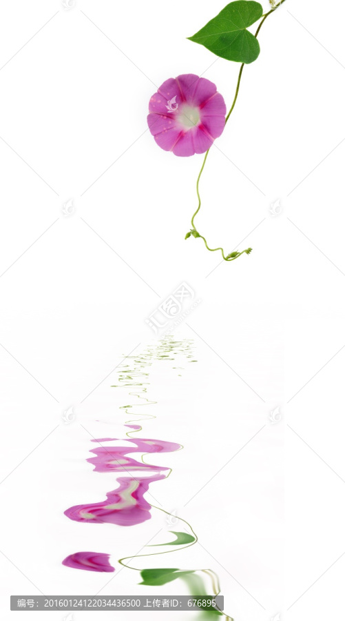 粉花綠葉倒影間