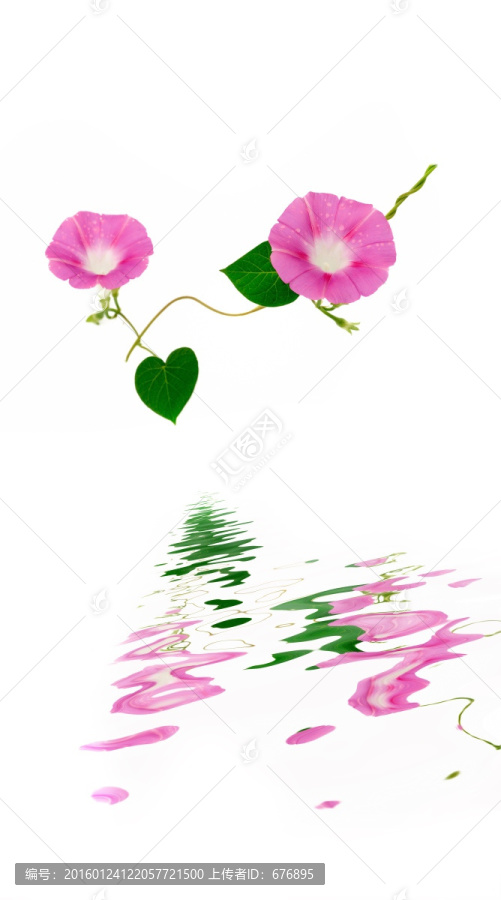喇叭花素材