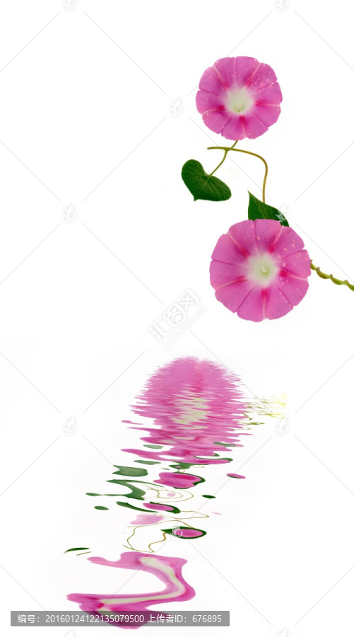 靜靜花開