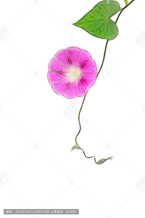 純美朝顏純美花