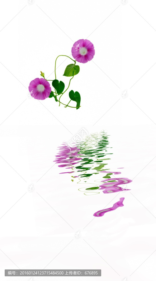 花卉素材