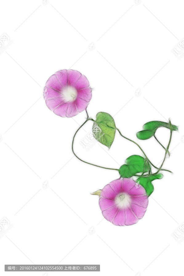 朝顏花創(chuàng)意素材