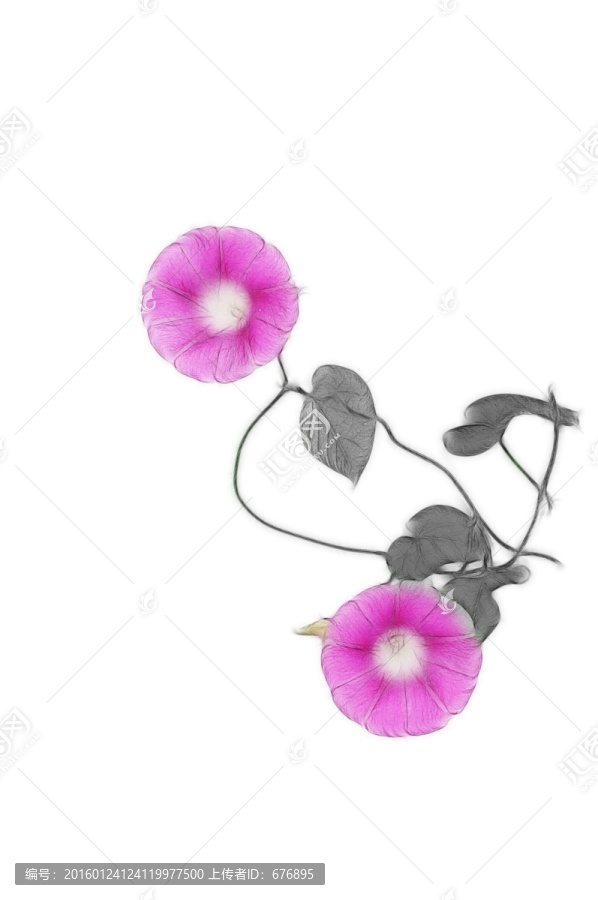 朝顏花創(chuàng)意素材