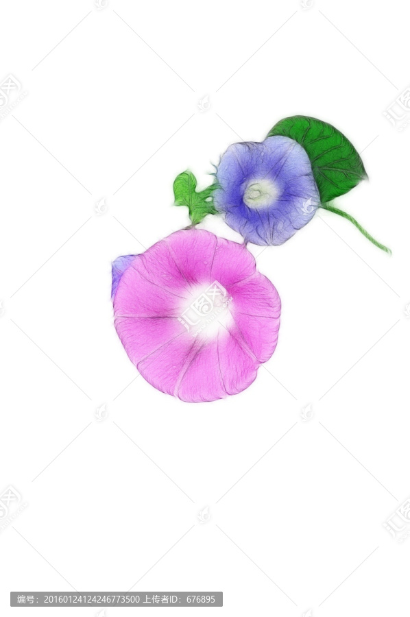 朝顏花創(chuàng)意素材