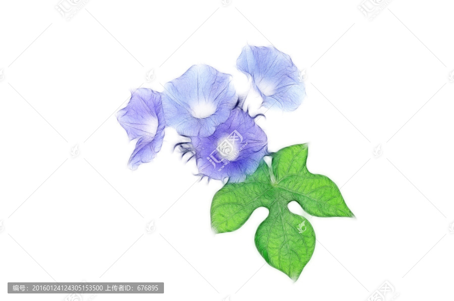 朝顏花創(chuàng)意素材