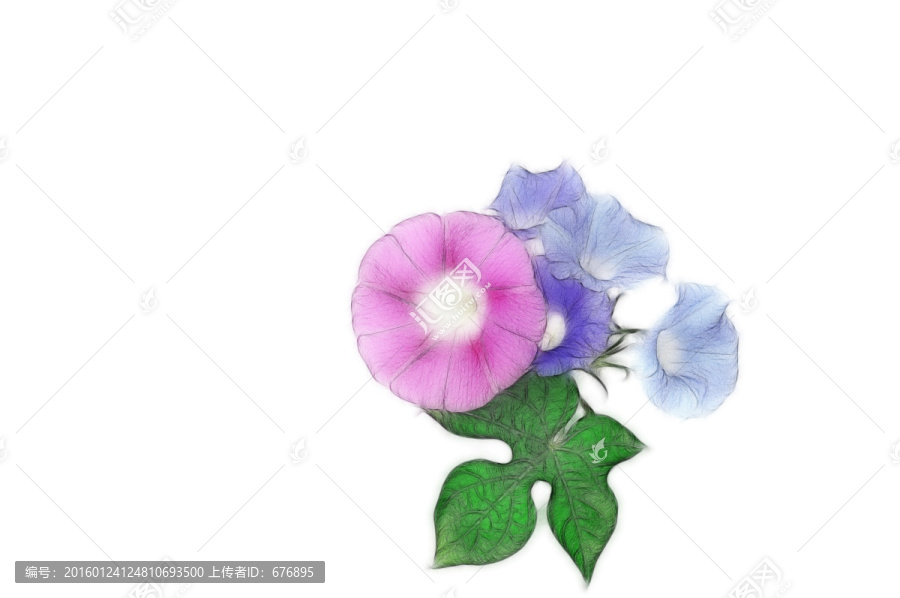 喇叭花設計素材