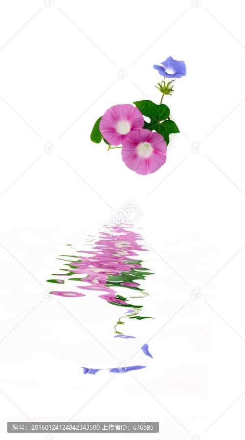 花色