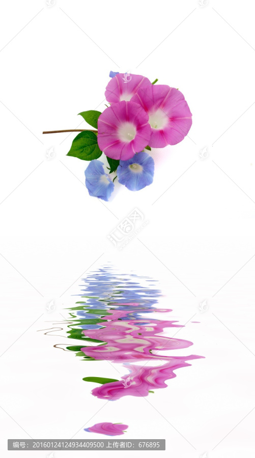朝顏花開(kāi)花色艷