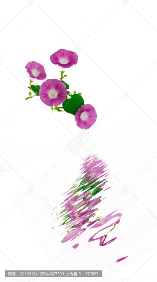 四朵粉色喇叭花