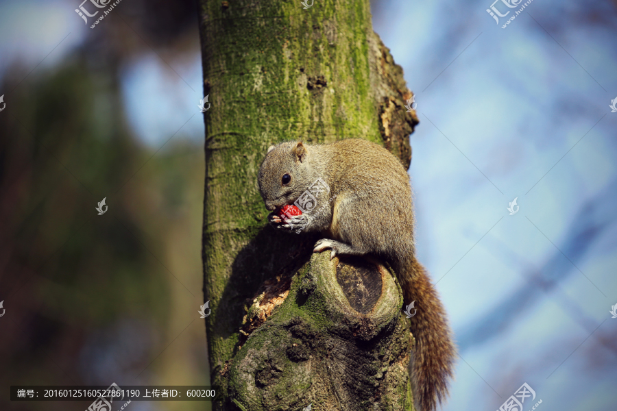 树干上吃枣的松鼠