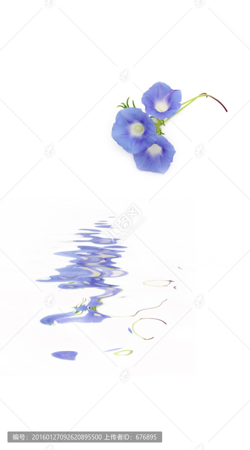 藍色喇叭花