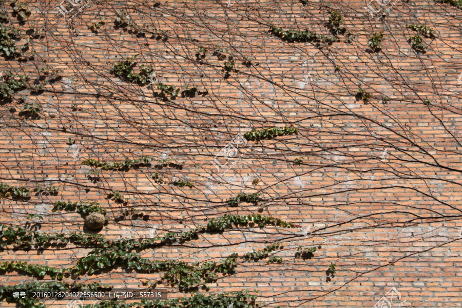 爬满植物的砖墙,红砖厂