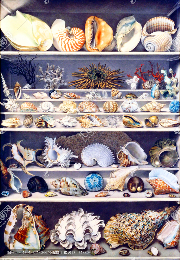 海螺,靜物3D油畫,高清品質(zhì)
