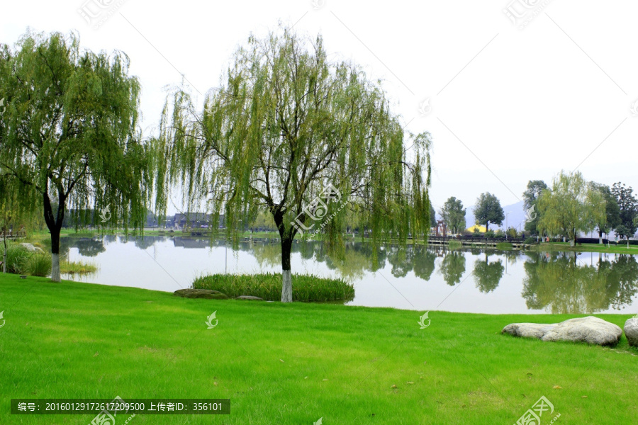 柳树湖水