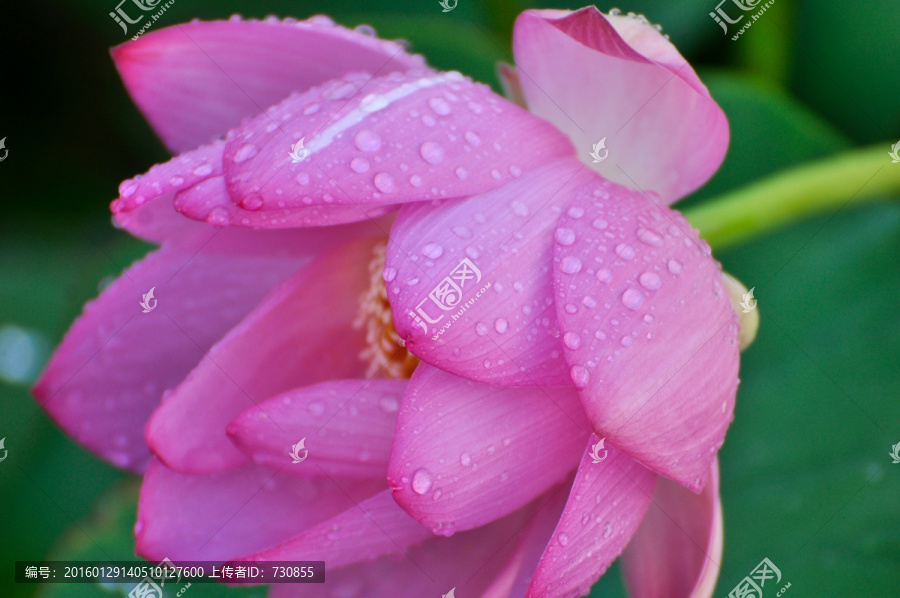 雨中荷花