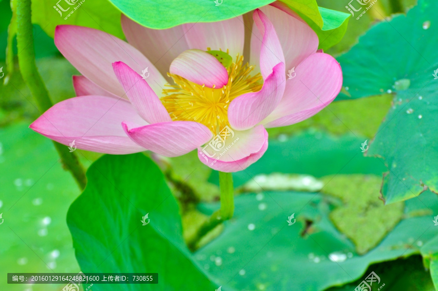 雨后荷花