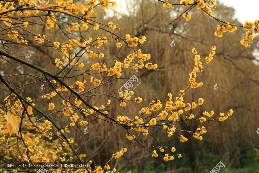 腊梅花