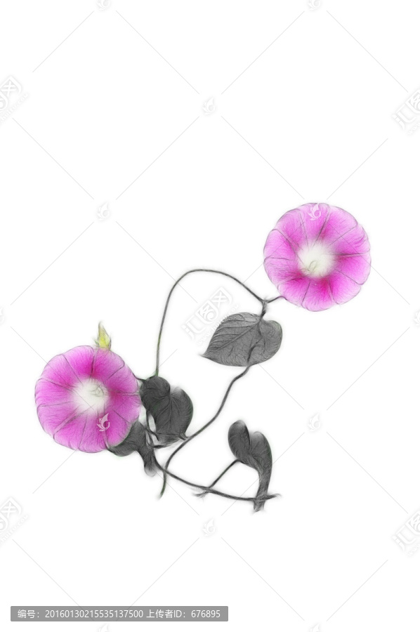 喇叭花的創(chuàng)意之美