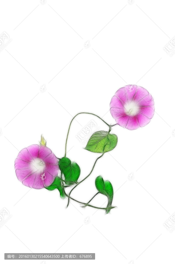 朝顏花的創(chuàng)意之美