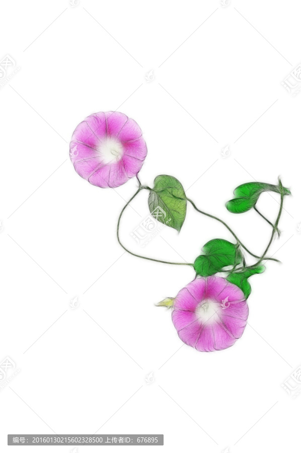 喇叭花的創(chuàng)意之美