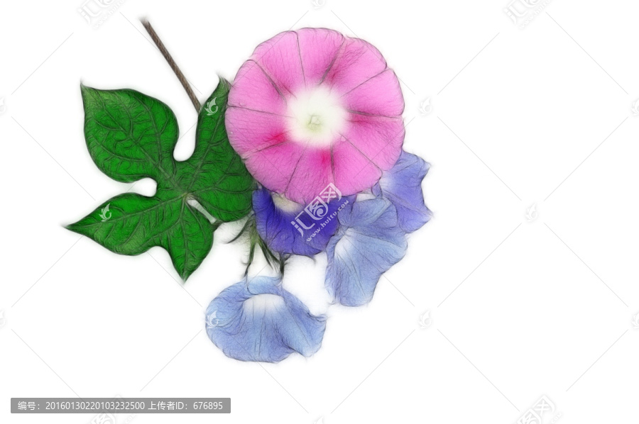 朝顏花的創意素材