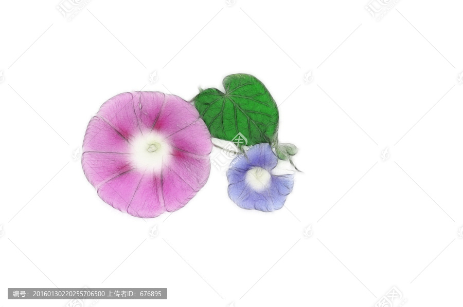 朝顏花素材