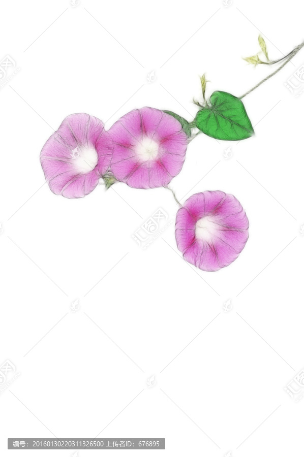 朝顏花素材