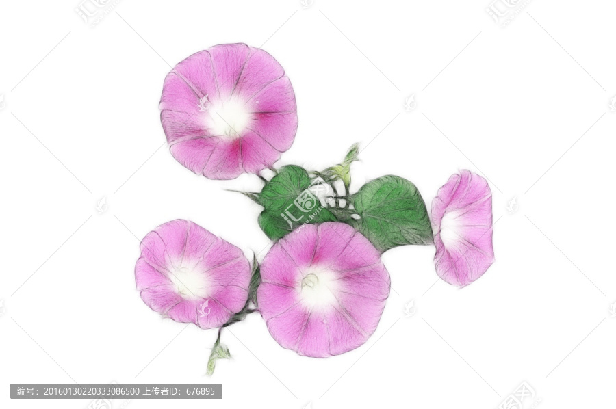朝顏花素材