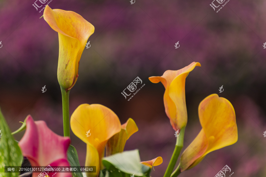 花,花卉,花朵,花蕊,彩花马