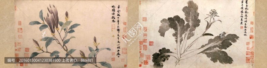 沈周,辛夷墨菜圖卷,未分層