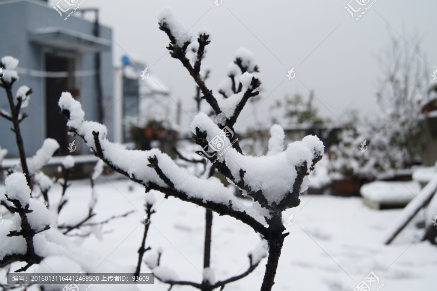 雪