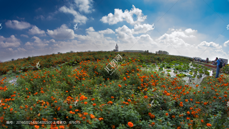 兴化千多景区秋色