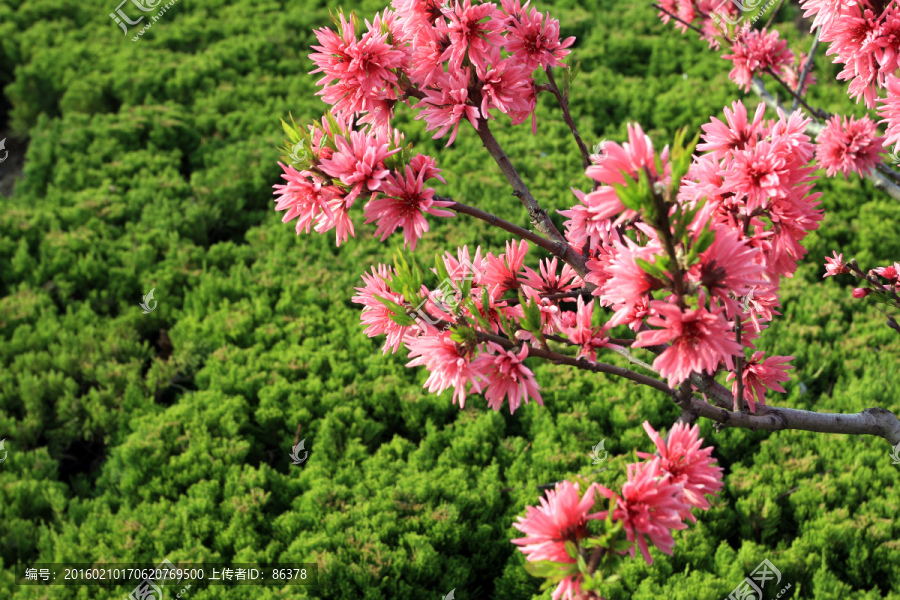 鲜花