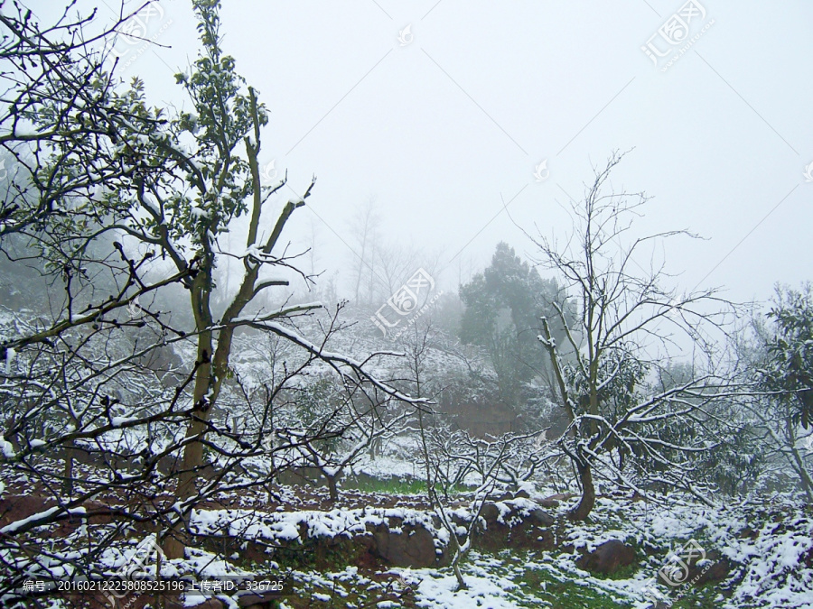 田园雪景,桃树果园雪景