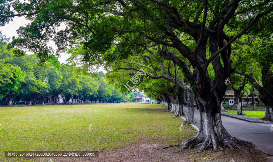 阳光绿树草地