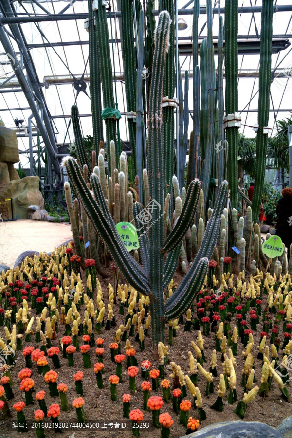 植物園,溫室房,多肉多漿展館