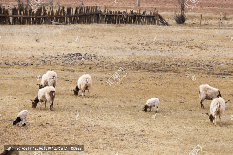 羊群,牛群,羊圈,草原风光