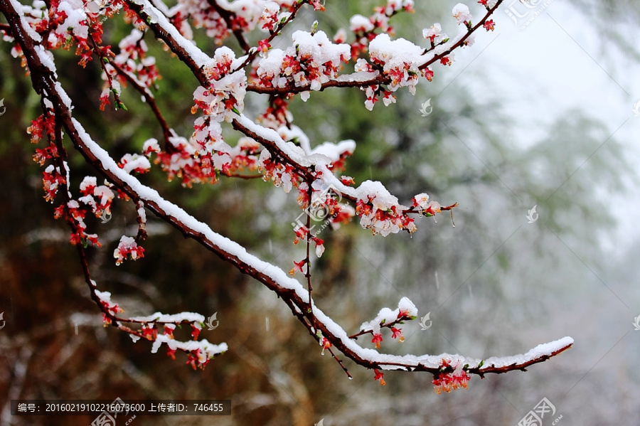 阳春白雪