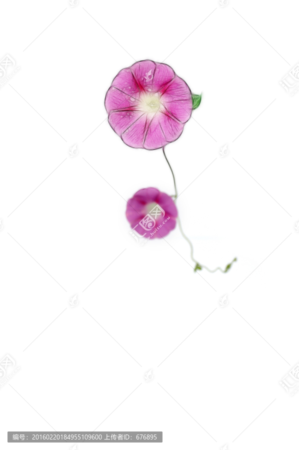 朝顏花創(chuàng)意素材