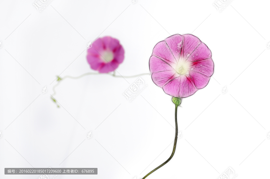 喇叭花創(chuàng)意之美