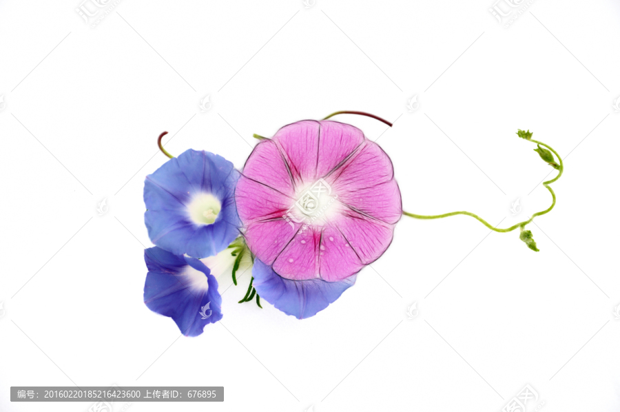 白色背景的牽?；▌?chuàng)意